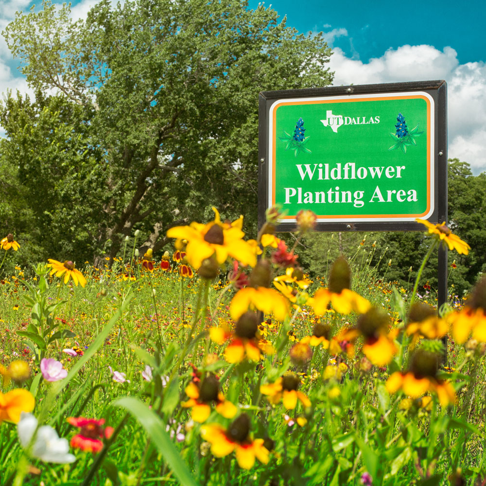Pollinator Sign. A sign reading “UT Dallas Wildflower Planting Area” amid a field of wildflowers.