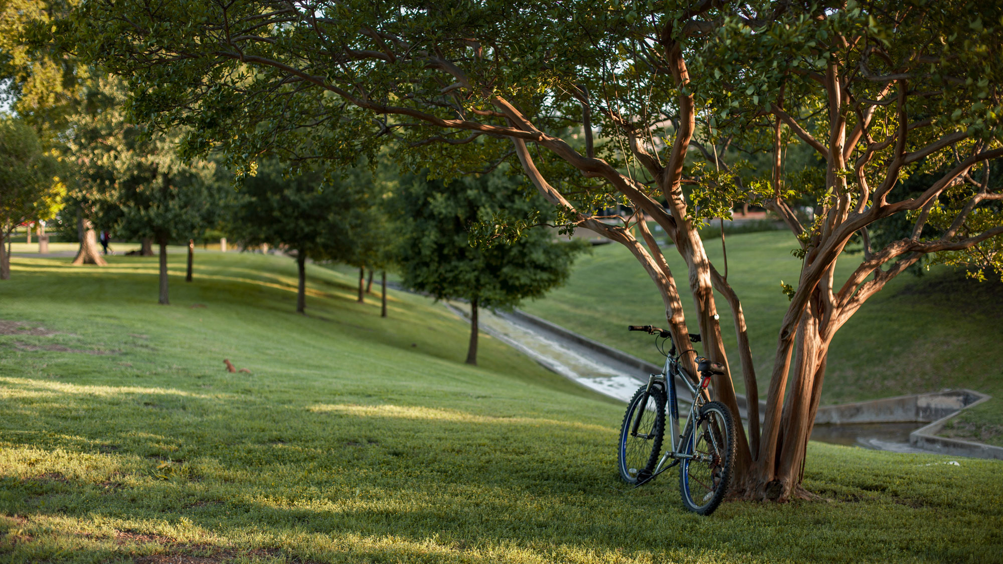 A bicycle parked under a tree near Cottonwood Creek on the UTD campus.