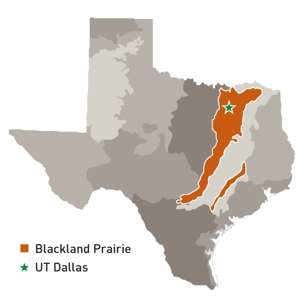 The Blackland Prairie region is a strip of dark, rich soil encompassing much of Dallas and following the I-35 corridor.