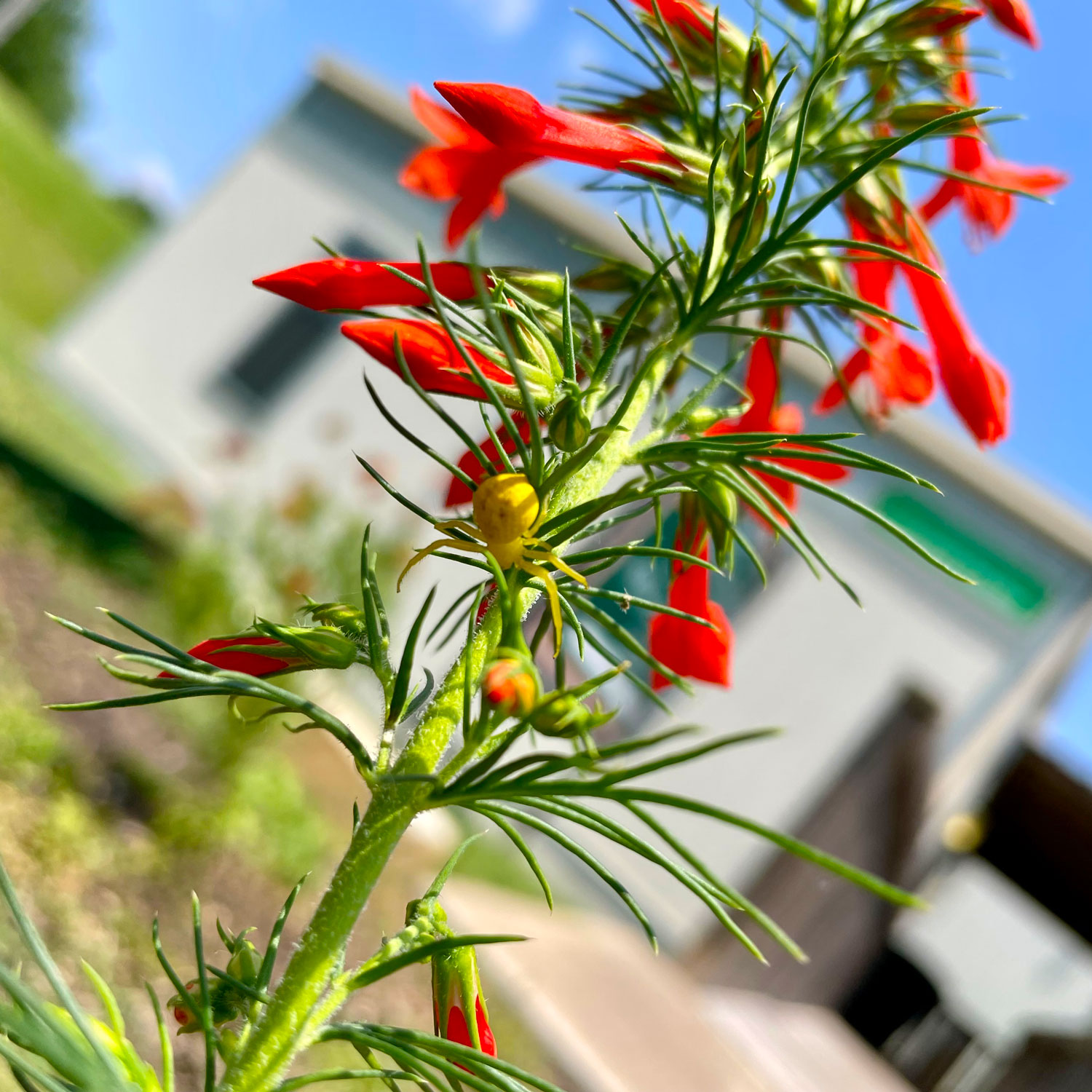 A yellow glass-like spider climbs betwen the red trumpet-like blossoms of a spiky green stalk.
